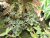 Selaginella erythropus (fam. Selaginellacees) (Du Costa Rica a la Bolivie) (3) (Photo F. Mrugala)